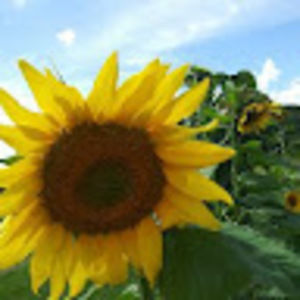 Meet your Posher, Cj